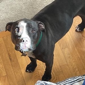 Meet your Posher, Iz